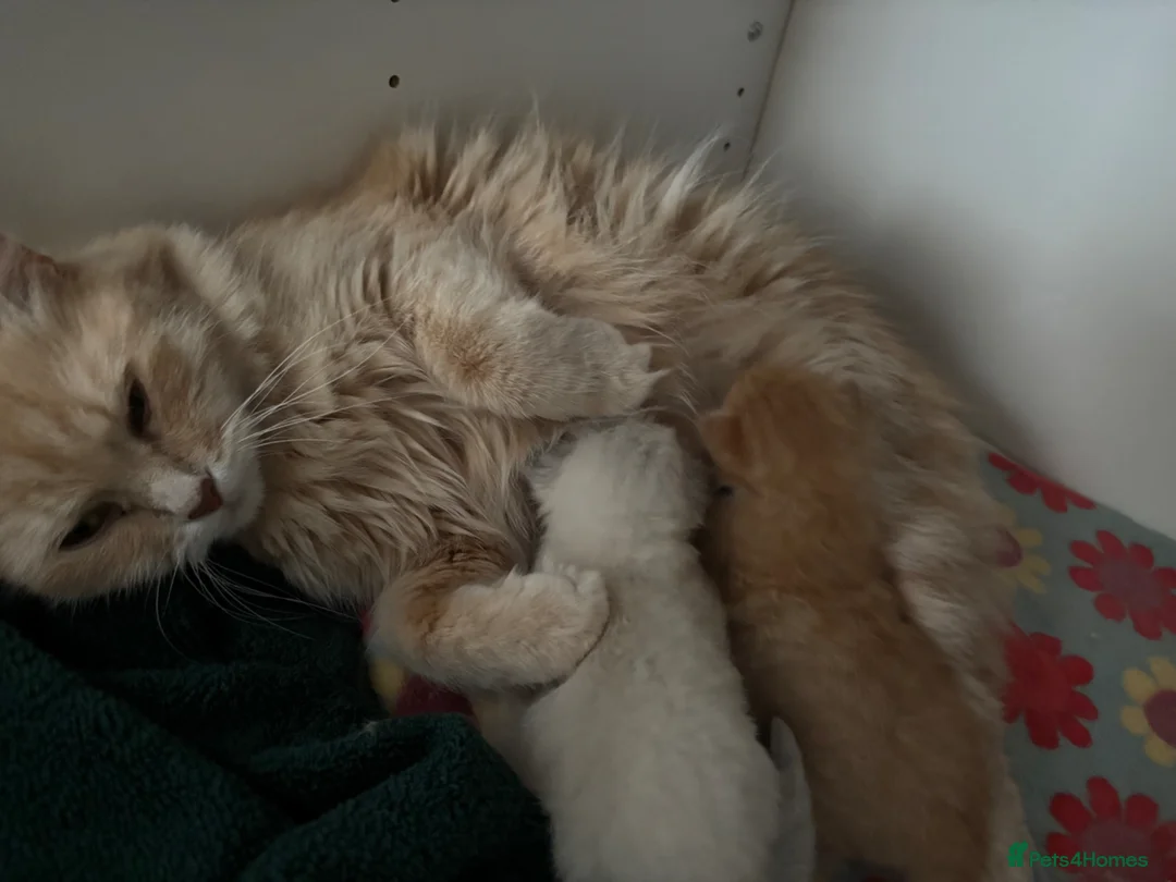 Siberian cats for sale: Two Siberian kittens - Advert 1