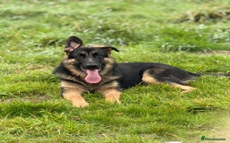 German Shepherd dogs for sale: Max- for sale  - Image 1