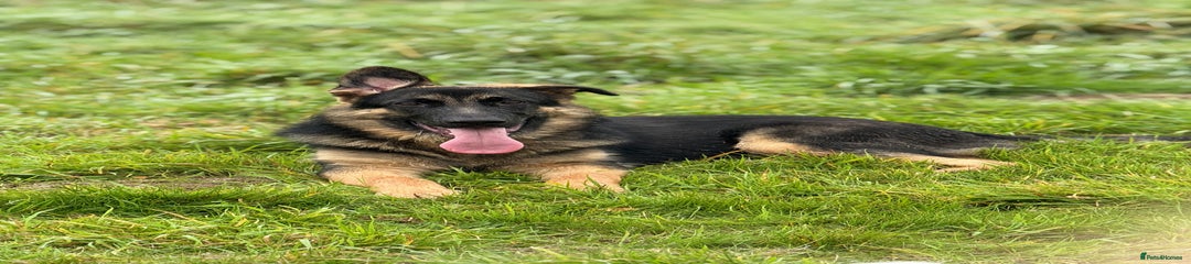 German Shepherd Puppy 1