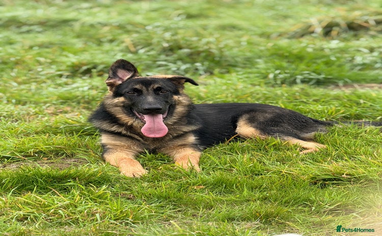 German Shepherd dogs - Advert 6
