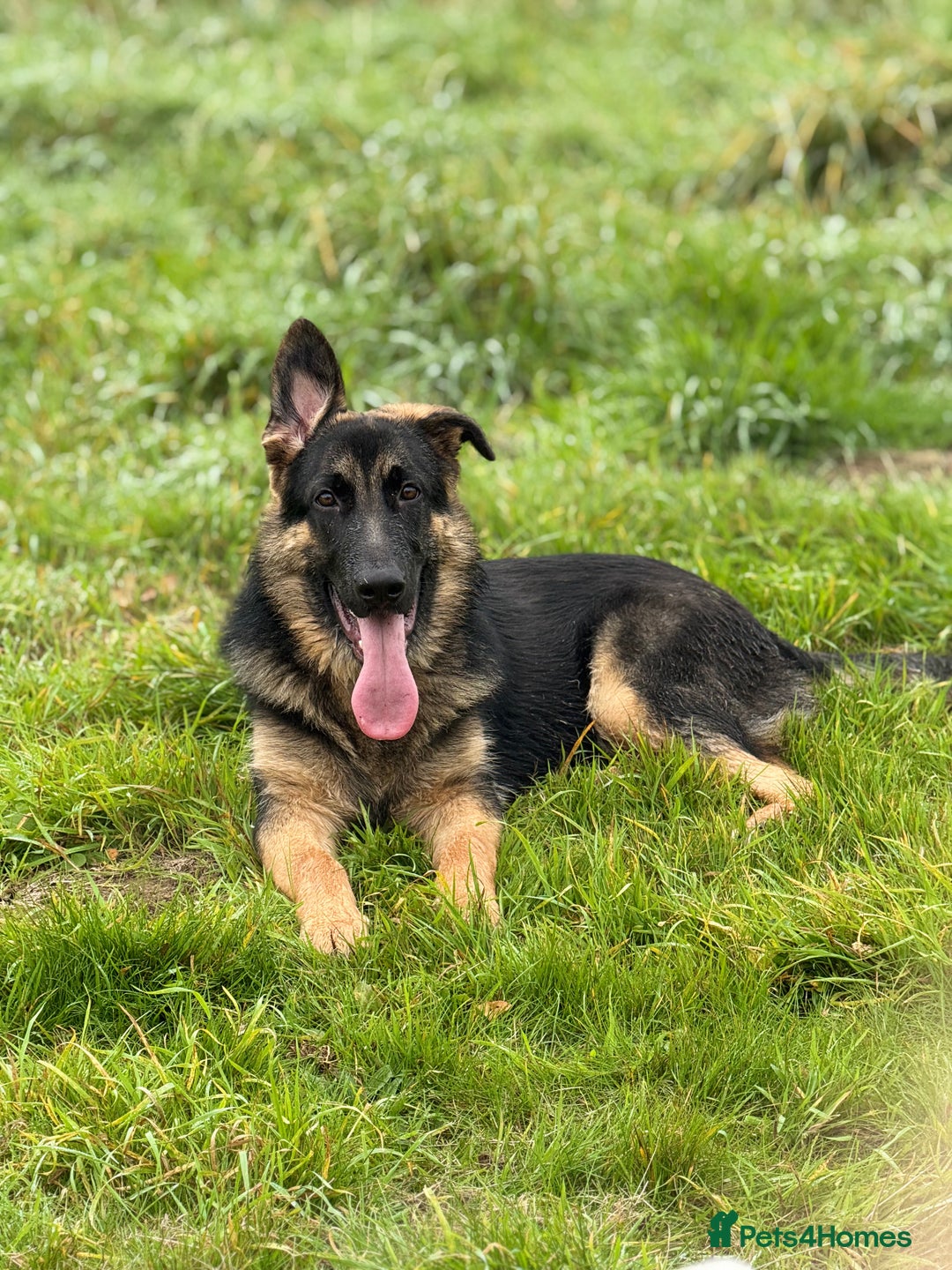 German Shepherd dogs for sale: Max- for sale  - Image 1