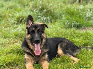 German Shepherd dogs - Advert 23