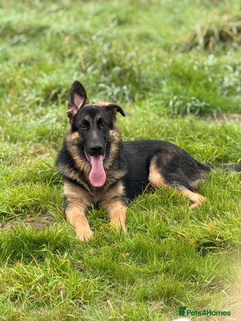 German Shepherd dogs - Advert 2