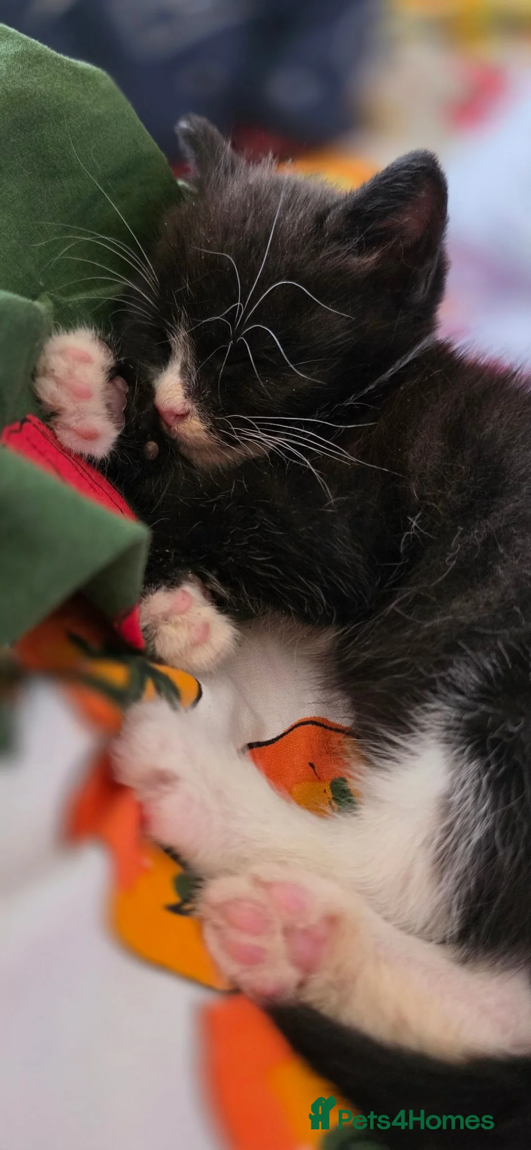Mixed Breed cats for sale: Adorable Tuxedo Male Kitten  - Advert 2