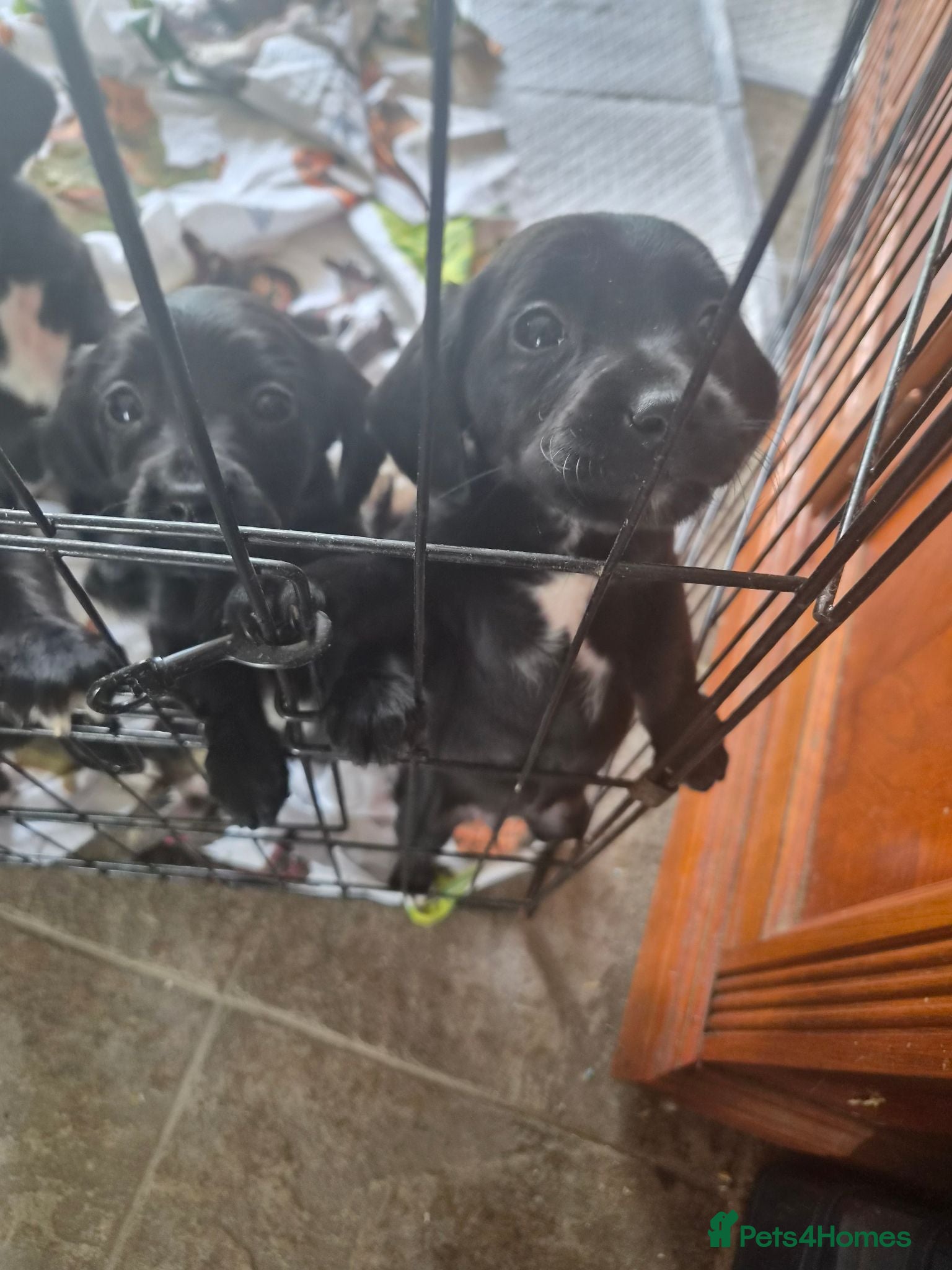 Springador dogs Beautiful springadors for sale - Advert 10