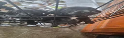 Springador dogs for sale: Beautiful springadors for sale - Advert 1