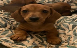Miniature Dachshund dogs for sale: 🌭 Little Sausages Looking for Big Love! ❤️🐾 - Image 2