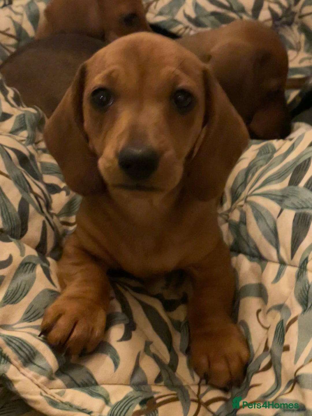 Miniature Dachshund dogs for sale: 🌭 Little Sausages Looking for Big Love! ❤️🐾 - Image 2