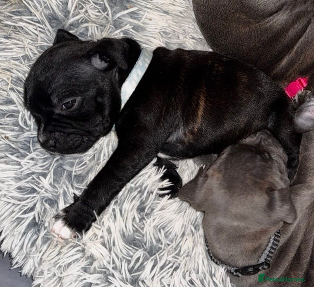 Staffordshire Bull Terrier dogs for sale: 6 Staffordshire pups - Advert 23