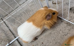 Guinea Pig rodents for sale: Guinea pigs for sale - Image 9