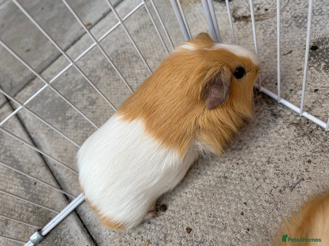 Guinea Pig rodents for sale: Guinea pigs for sale - Image 9