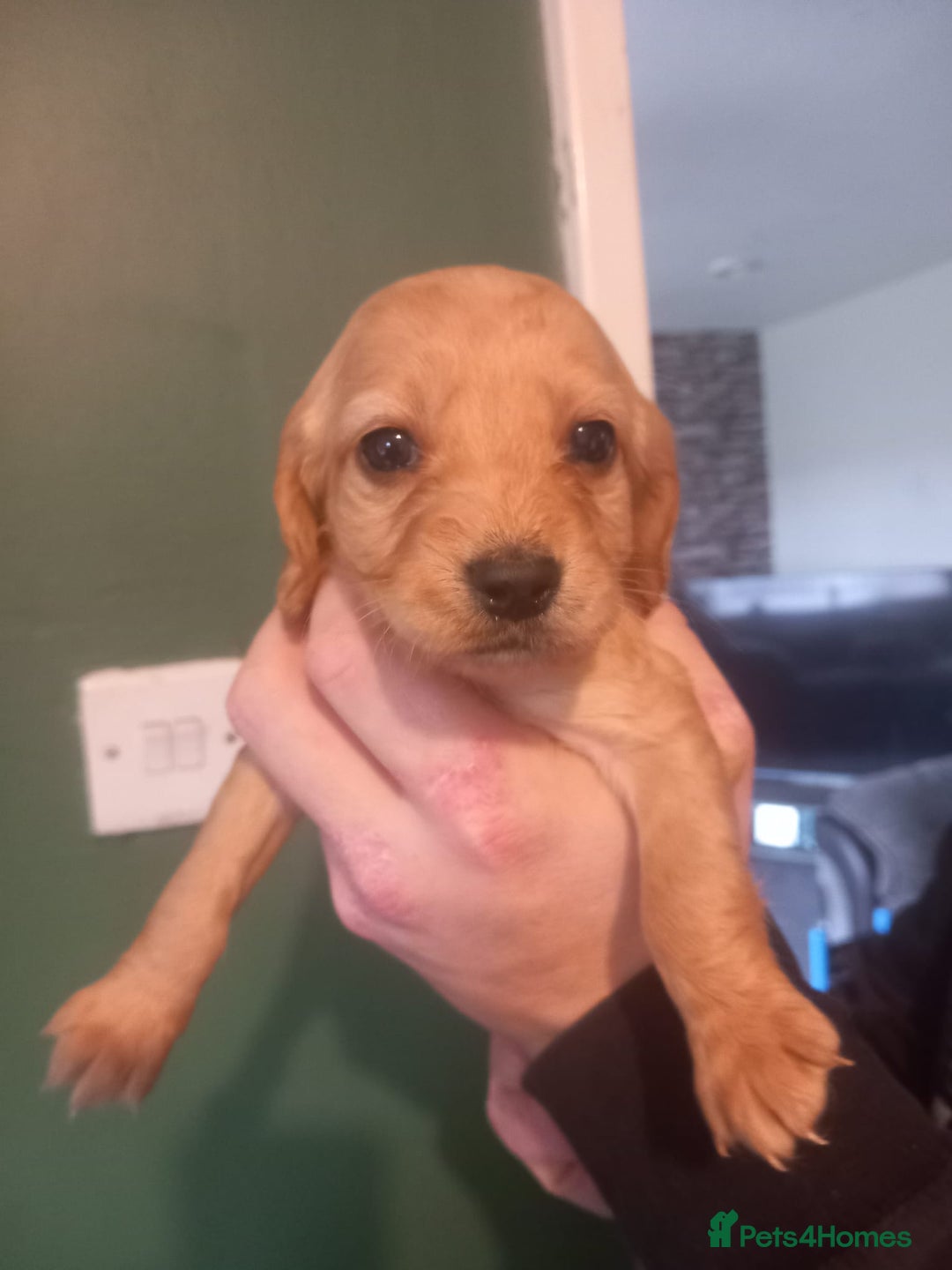 Cockapoo dogs for sale: Beautiful litter of 8 cockapoos one girl left - Advert 9