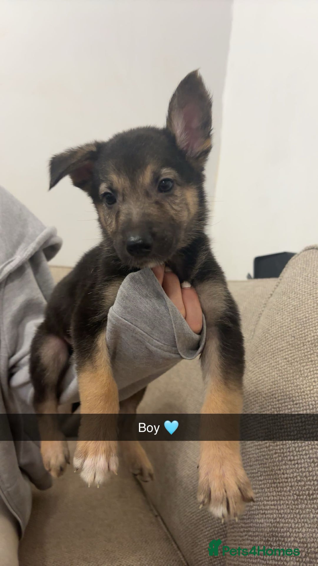 Mixed Breed dogs for sale: German shepherd x border collie puppies  - Image 8