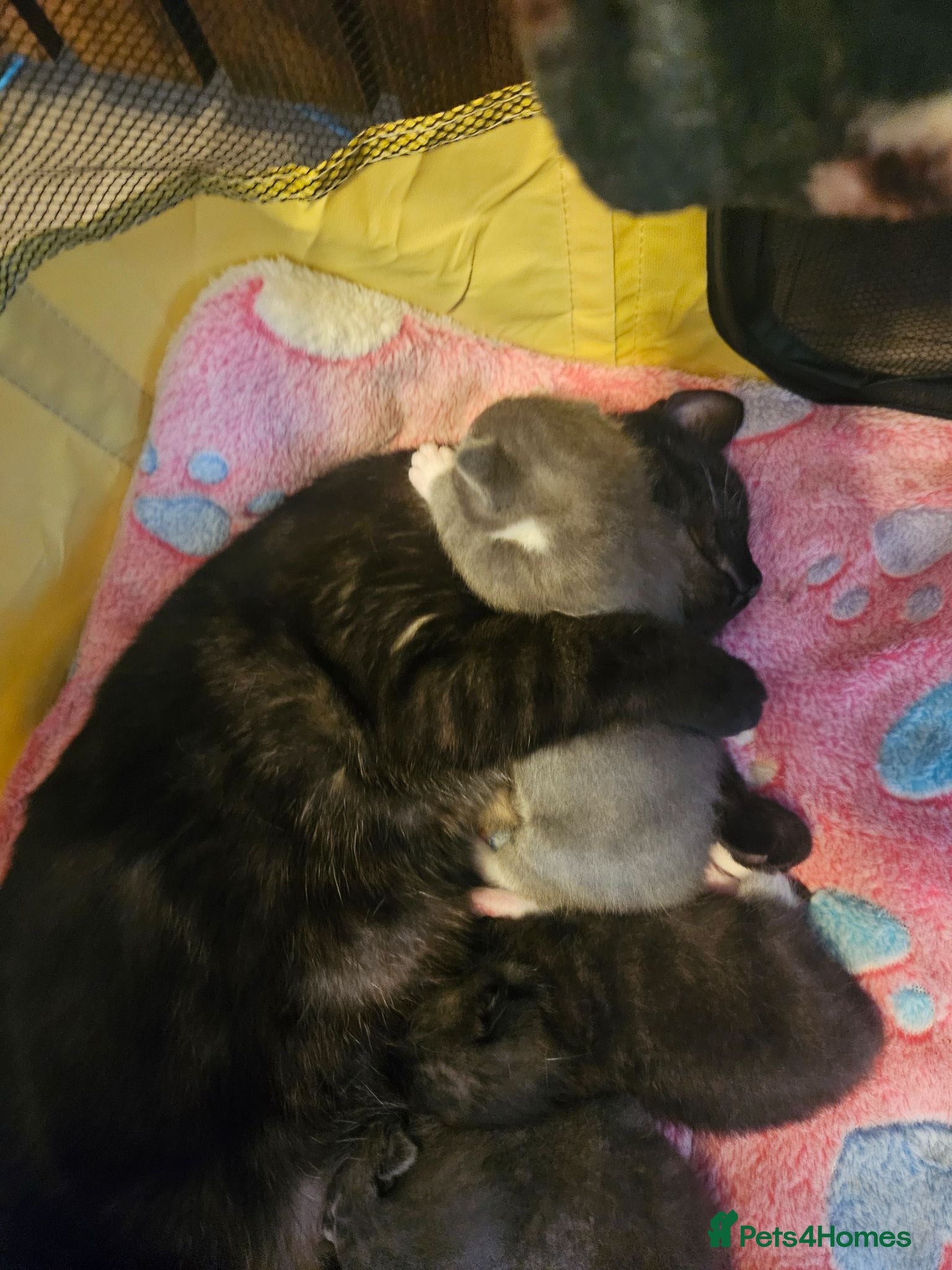 British Shorthair cats Beautiful British Shorthair Kittens  - Advert 9