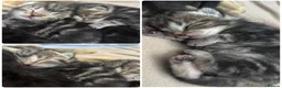 Domestic Shorthair cats for sale: Kittens for sale  - Advert 4