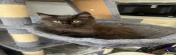 Maine Coon cats for sale: Maine Coon Kittens - Advert 6
