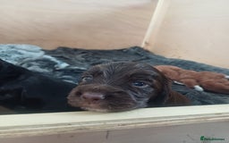 Cocker Spaniel dogs for sale: Working cocker spaniels 4 weeks old - Image 19