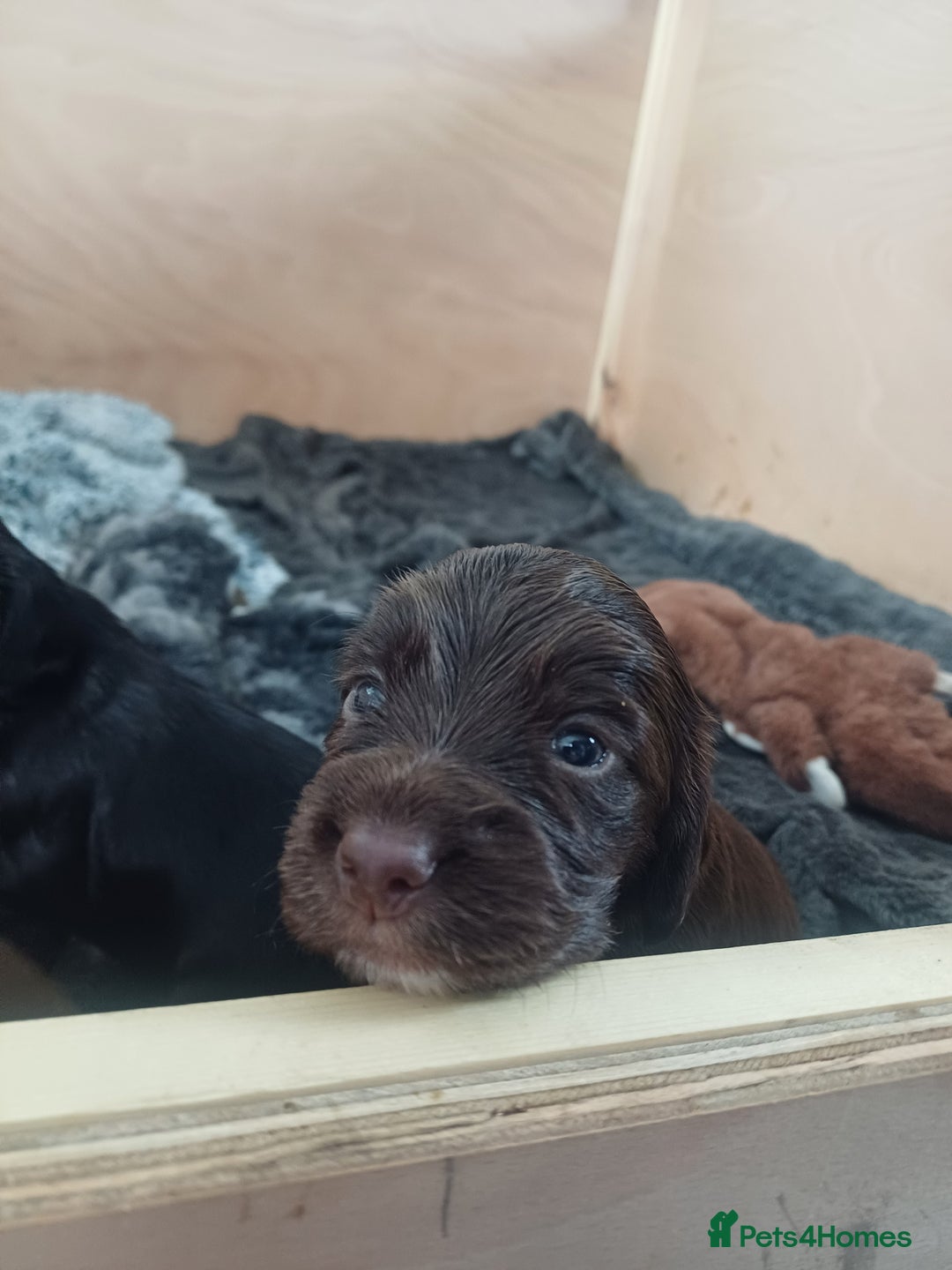 Cocker Spaniel dogs for sale: Working cocker spaniels 4 weeks old - Image 19