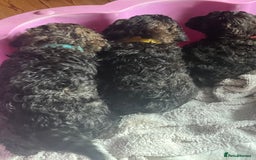 Mixed Breed dogs for sale: Chocolate sable Cockapoo x bichon  - Image 7