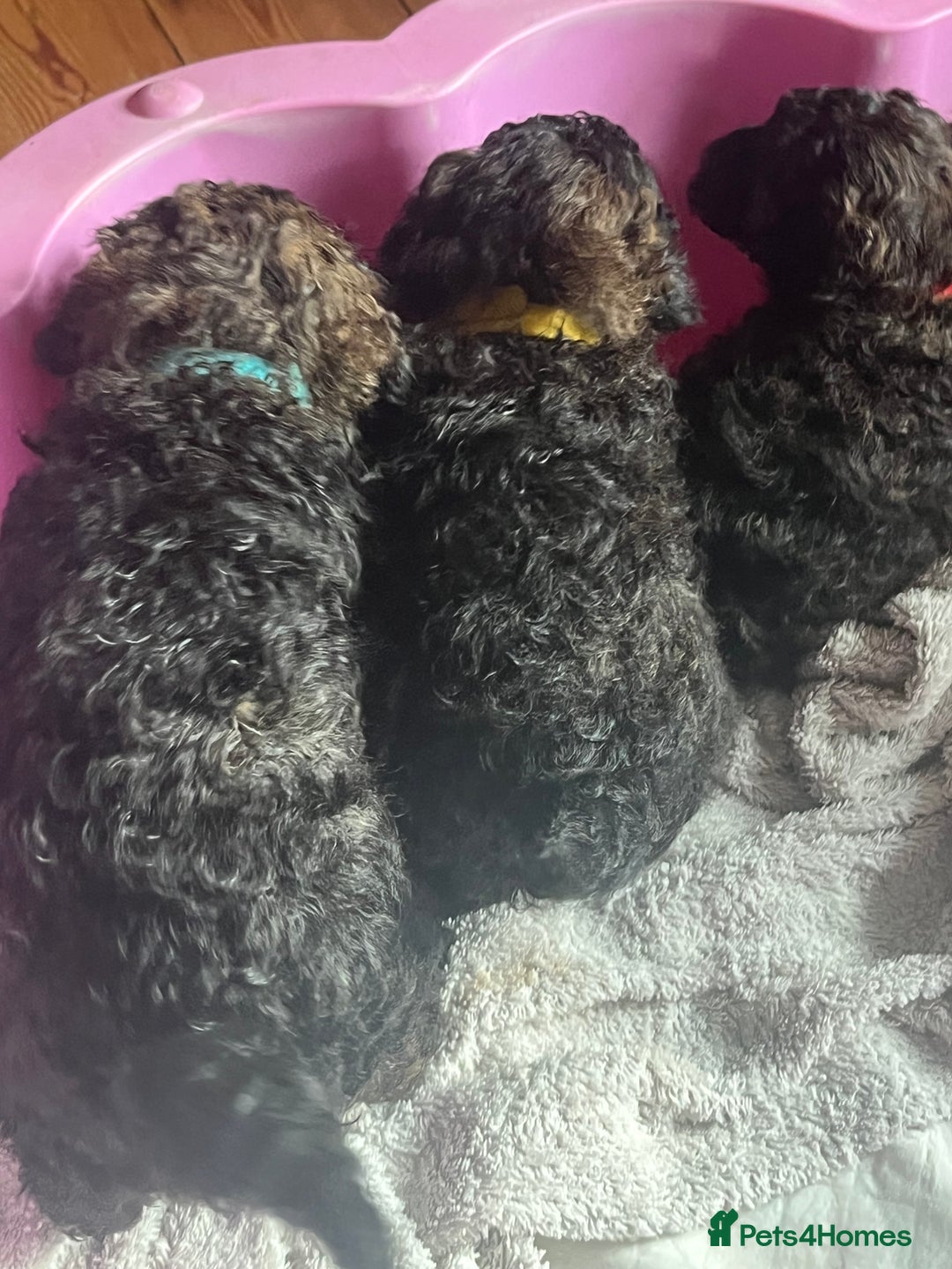 Mixed Breed dogs for sale: Chocolate sable Cockapoo x bichon  - Image 7