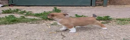 Jack Russell dogs for sale: Jack Russell Puppies - Advert 19