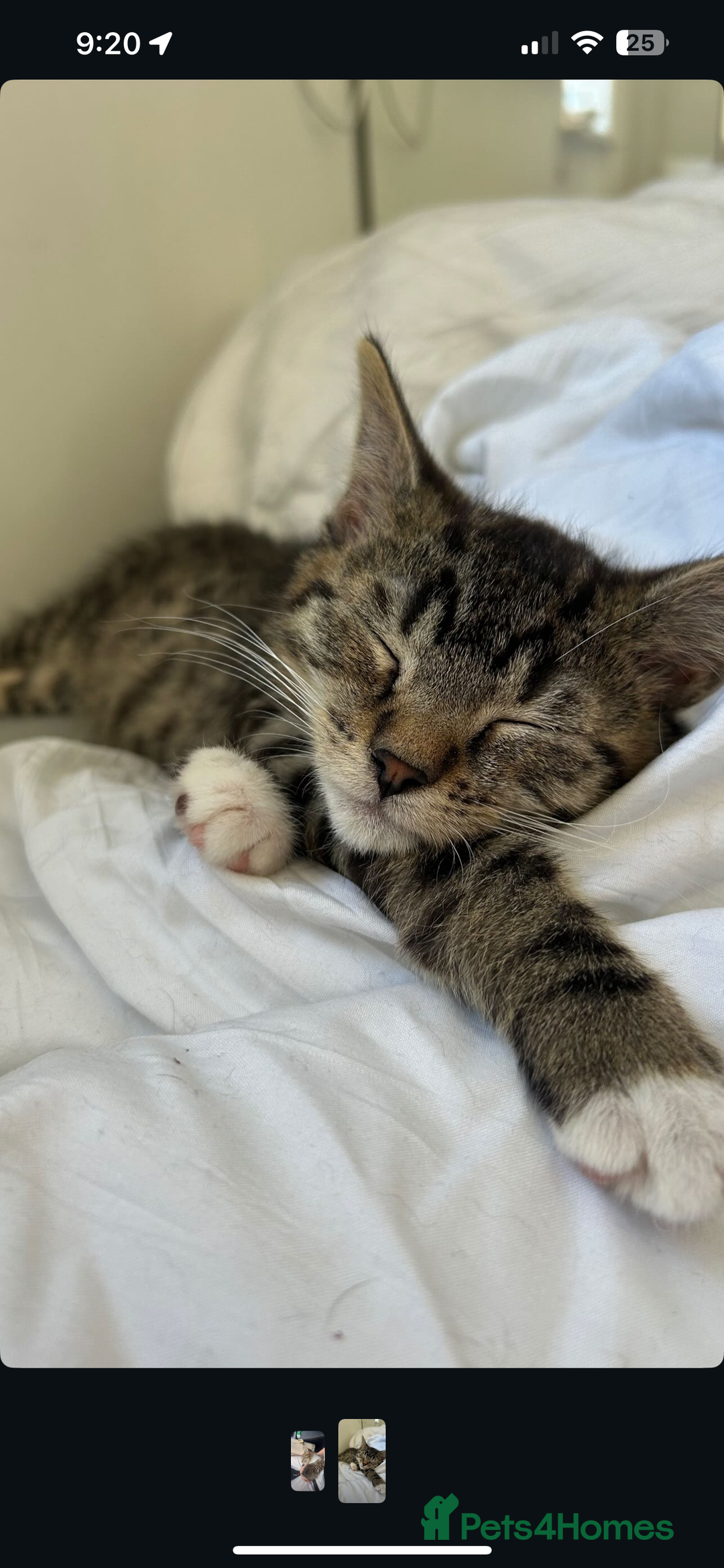 American Shorthair cats for sale: loving male cat , please read description - Advert 4