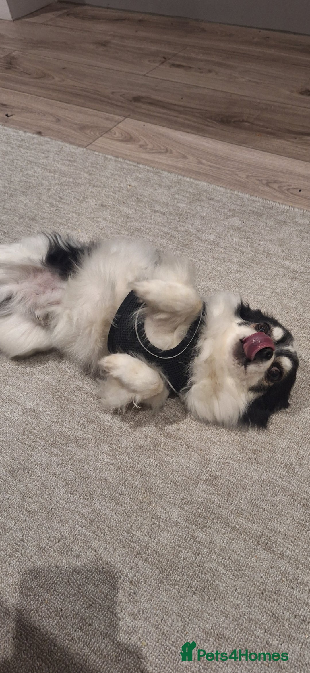 Chihuahua dogs for sale: Black and white long-haired chihuahua  - Advert 5