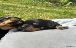 Rottweiler dogs for sale: Chunky Rottweiler puppies for sale  - Image 7