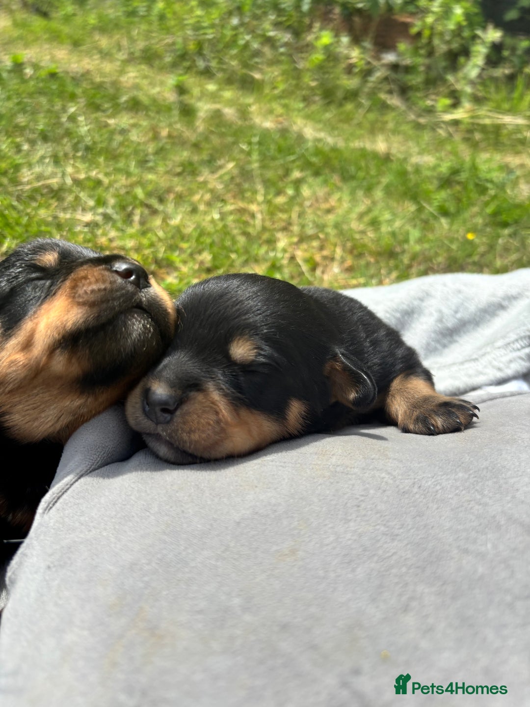 Rottweiler dogs for sale: Chunky Rottweiler puppies for sale  - Image 7
