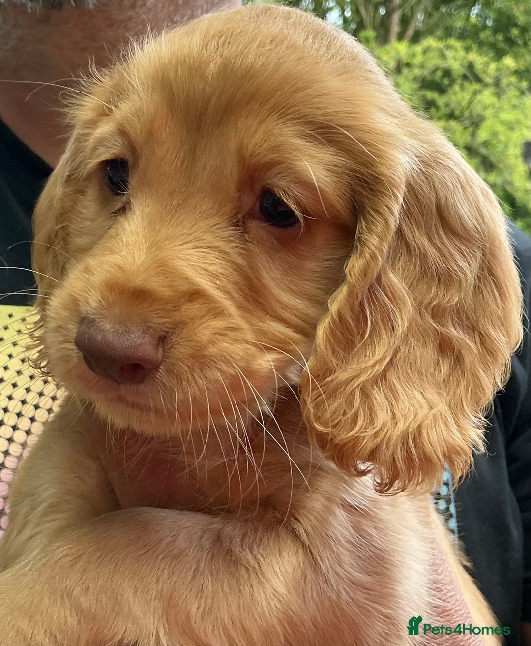 Cocker Spaniel dogs for sale: 5 Beautiful Working Cocker Spaniel Puppies  - Image 5