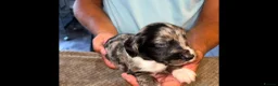 Cocker Spaniel dogs for sale: Cockerspaniel pups  - Advert 9