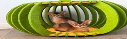 Abyssinian cats for sale: 🎖🏆🏅last 2 Abyssinian kittens  - Advert 24