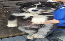 Siberian Husky dogs for sale: ready to go Wooly Siberian Husky - Image 12