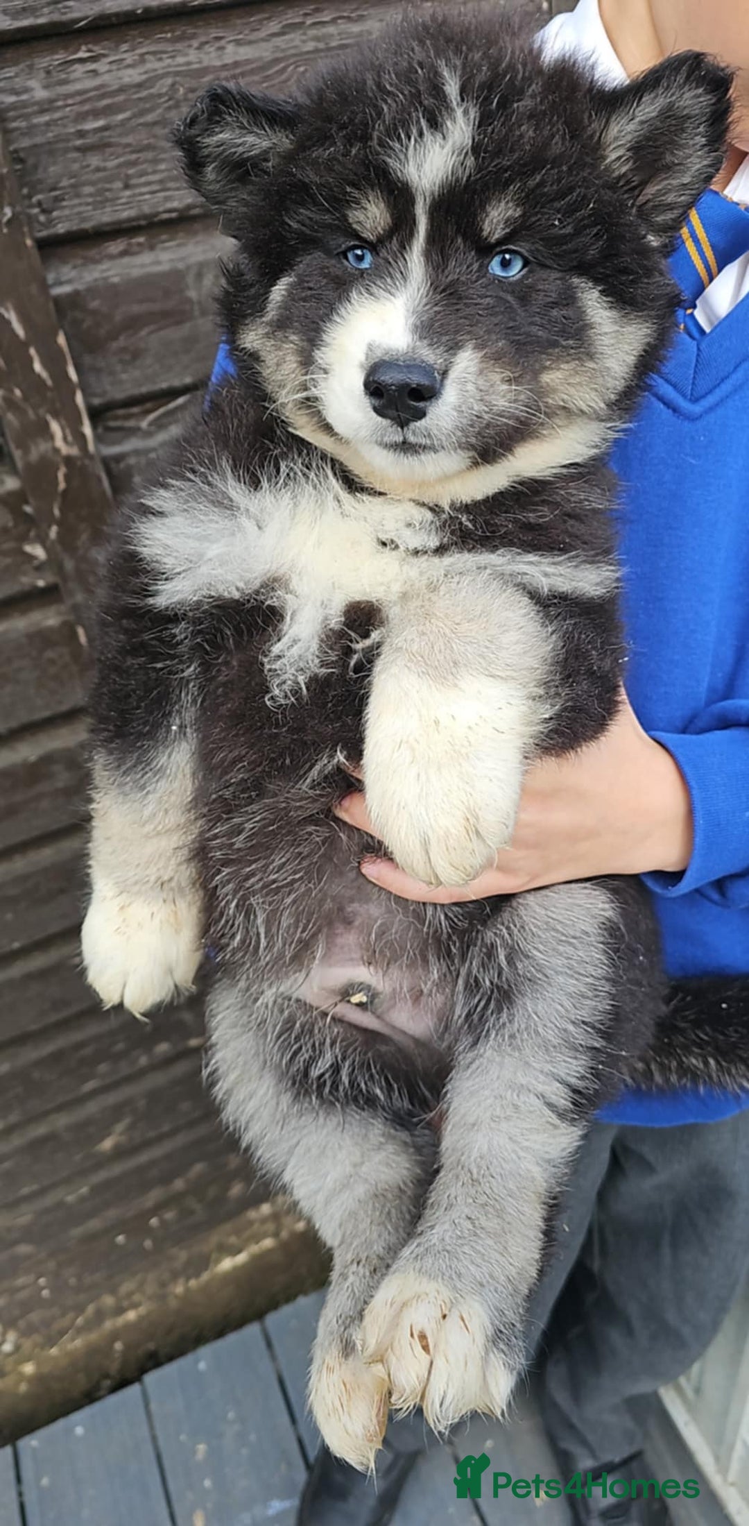 Siberian Husky dogs for sale: ready to go Wooly Siberian Husky - Image 12