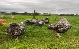 Chickens poultry for sale: Silver Laced Orpington Pair  - Image 6