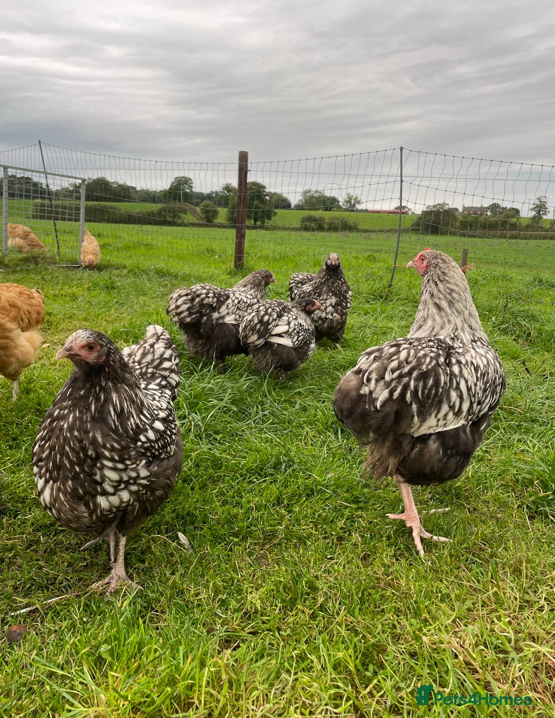 Chickens poultry for sale: Silver Laced Orpington Pair  - Image 6