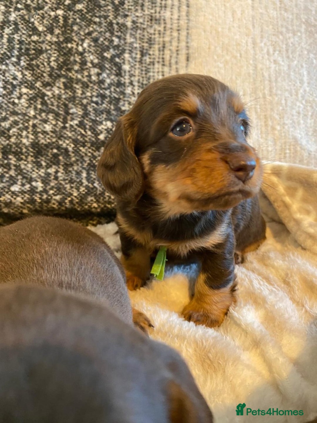Miniature Dachshund dogs for sale: MOST GORGEOUS DACHSHUNDS - Advert 2