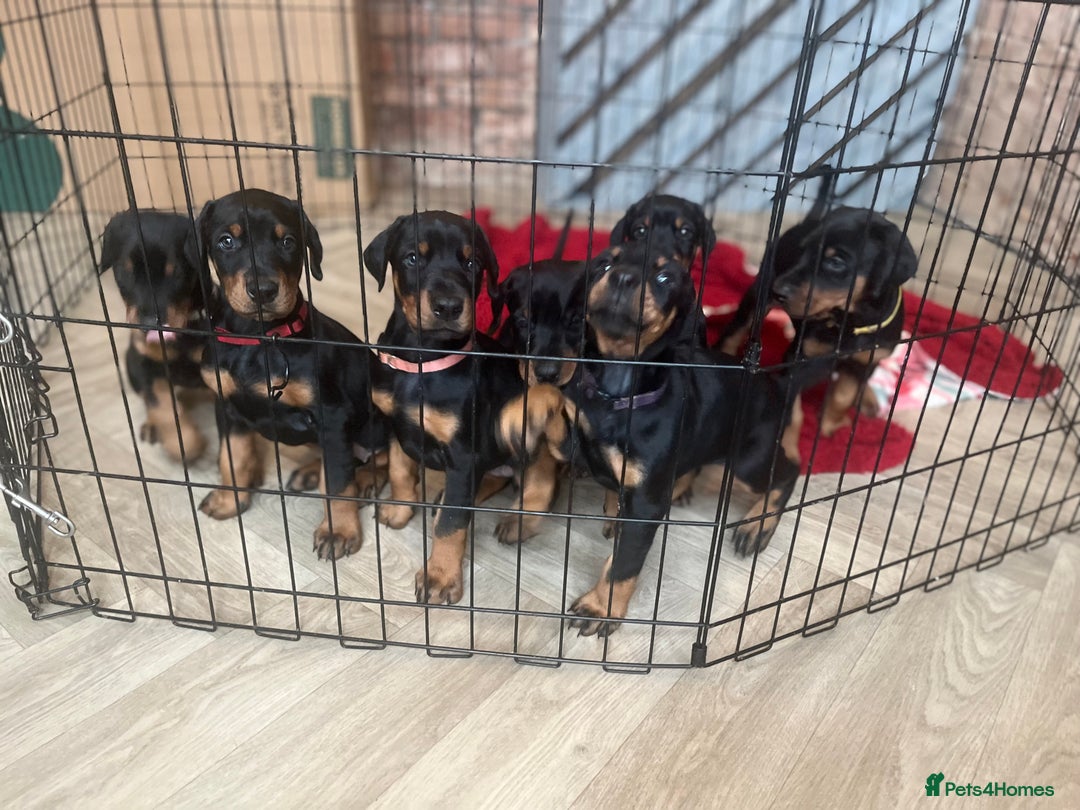 Dobermann dogs for sale: 🏆Supreme Dobermanns - Where Excellence Begins 🏆 - Advert 1