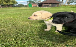 Labrador Retriever dogs for sale: Excellent KC reg-health checked home bred line - Image 21