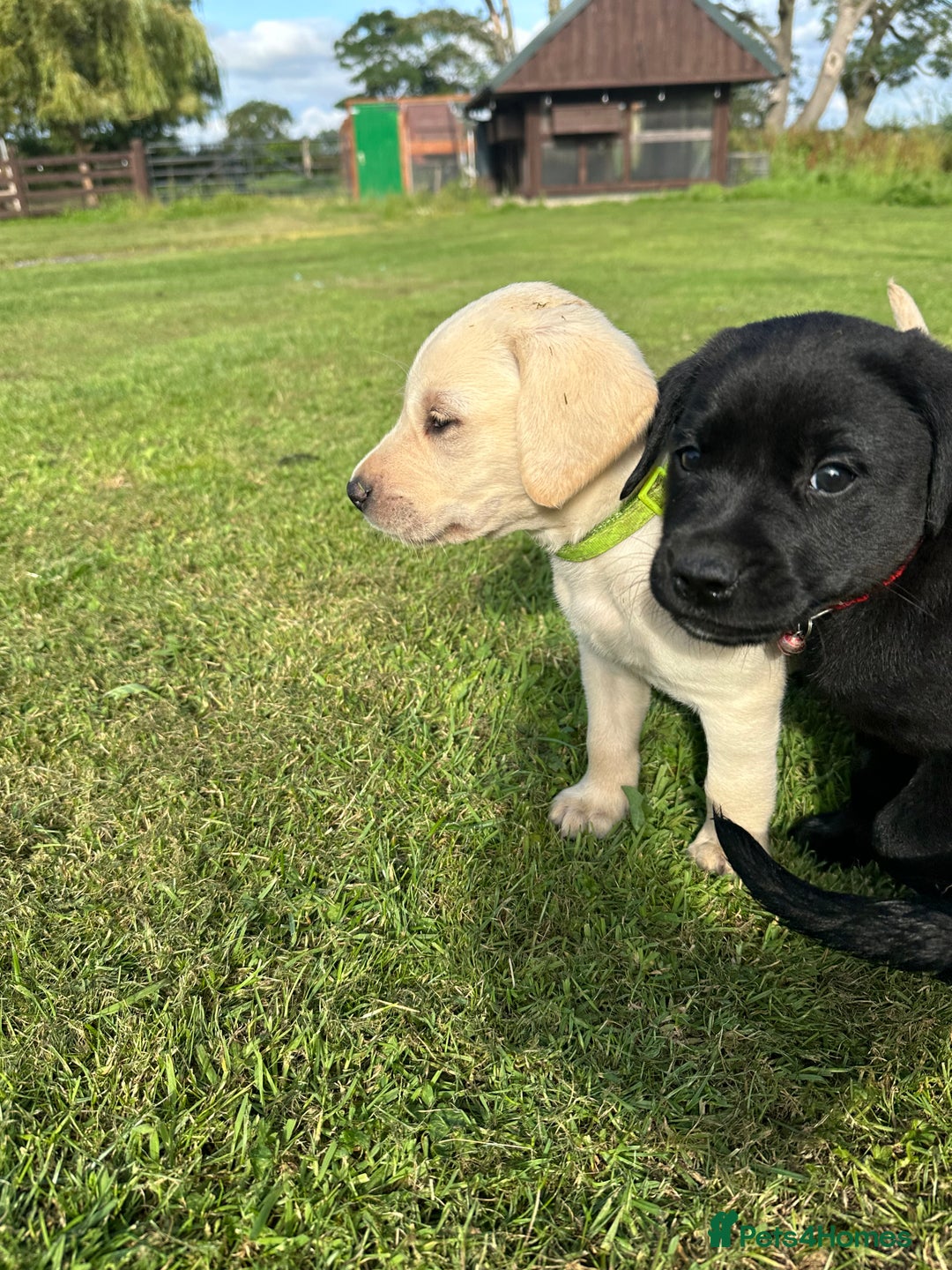 Labrador Retriever dogs for sale: Excellent KC reg-health checked home bred line - Image 21