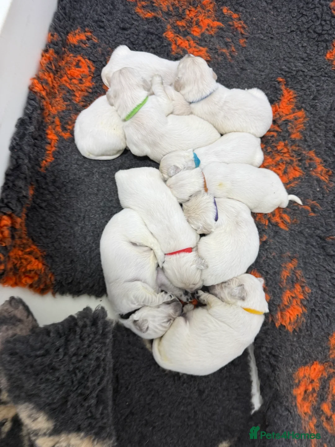 Golden Retriever dogs for sale: Stunning Kc registered golden retrievers - Advert 19