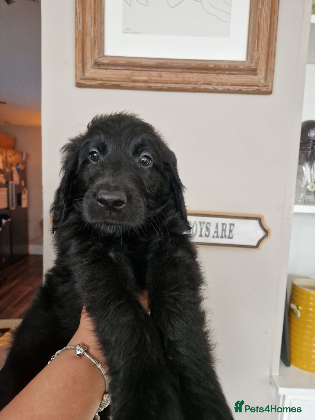 Goldendoodle dogs for sale: MultiGen Goldendoodles  - Image 23