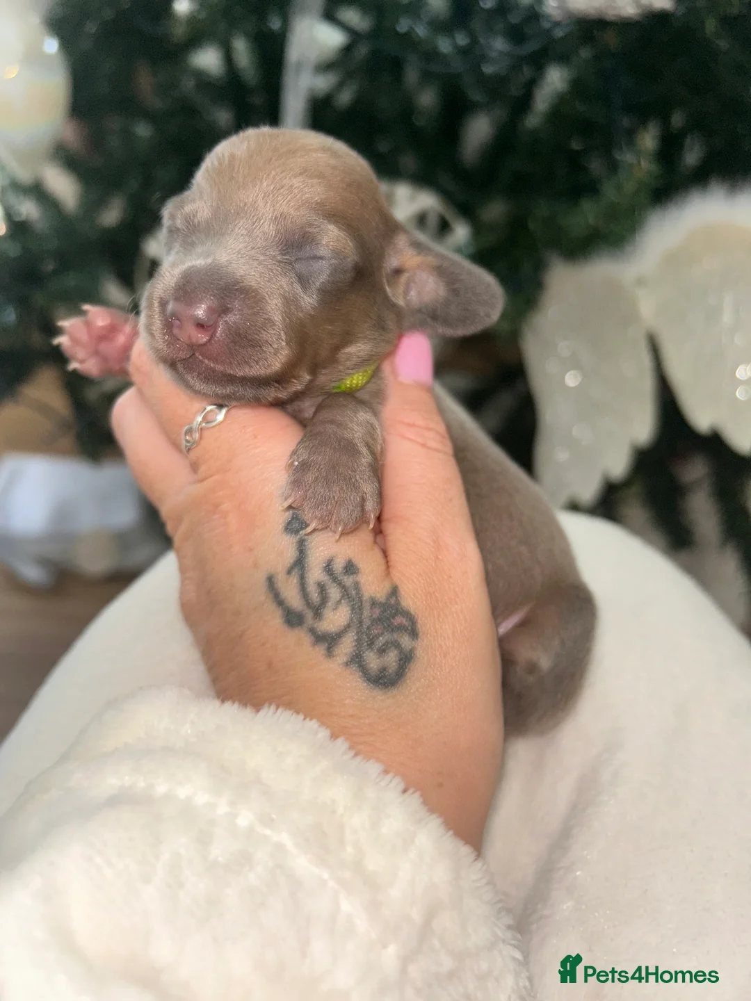 Miniature Dachshund dogs for sale: Tiny Kaninchen dachshunds  - Advert 4