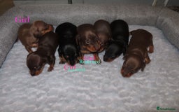 Dachshund dogs for sale: Dachshunds - Image 2