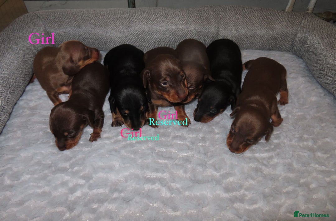 Dachshund dogs for sale: Dachshunds - Image 2