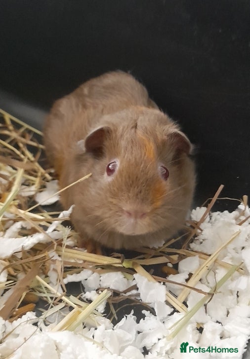 Guinea Pig rodents 1 male guniea pig for sale - Advert 2