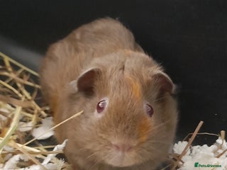 Guinea Pig rodents 1 male guniea pig for sale - Advert 2