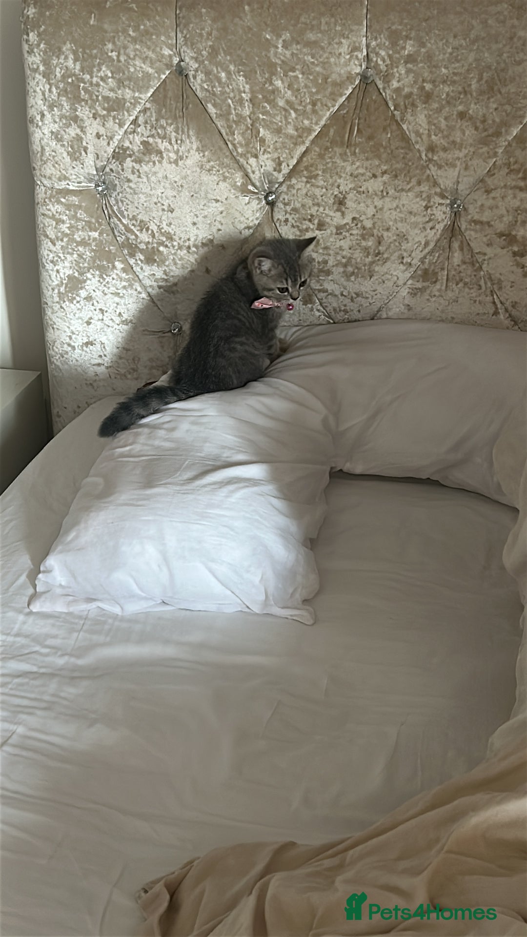 British Shorthair cats for sale: 1 baby girl left!  - Image 9