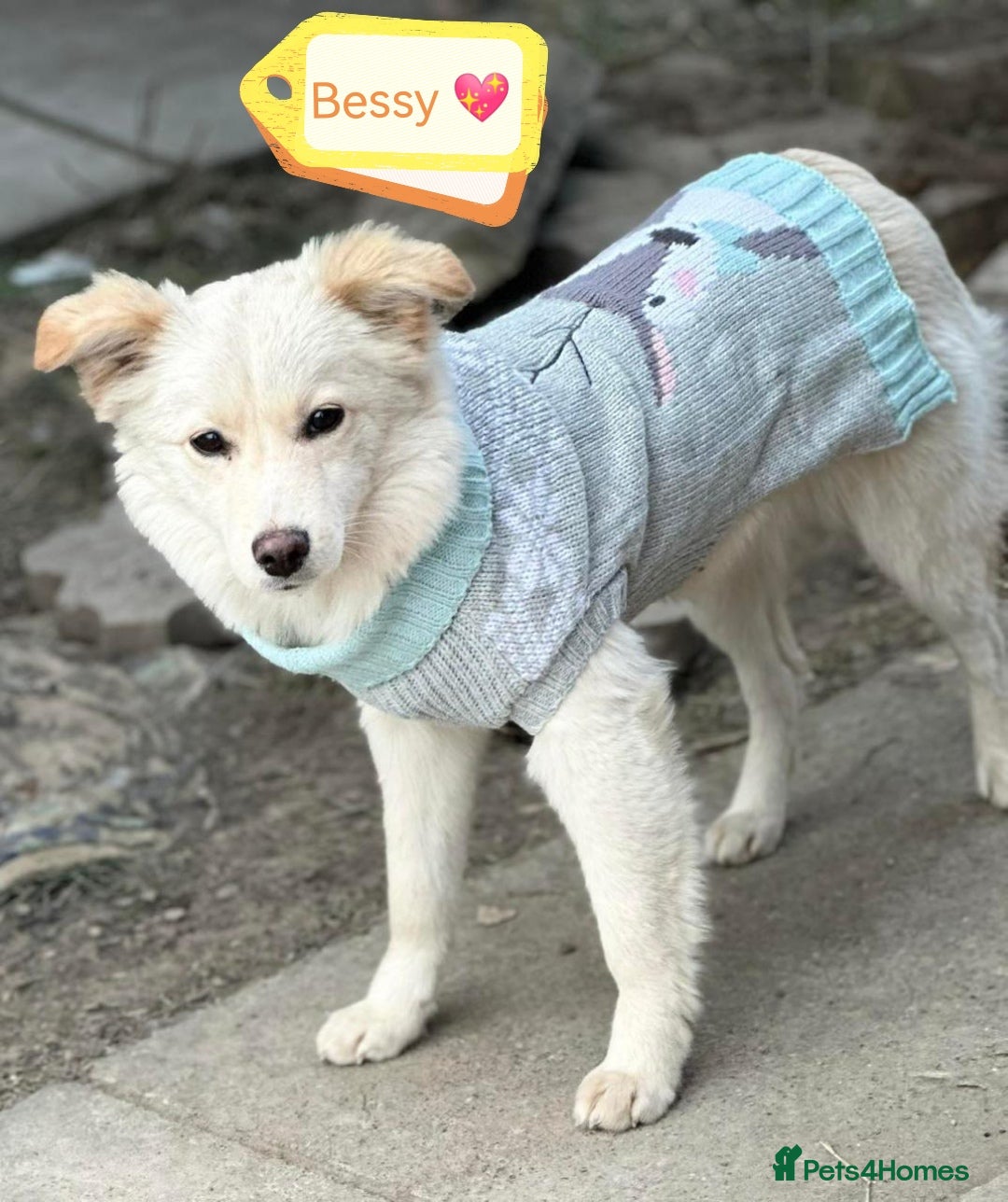 Mixed Breed dogs for adoption: 💖🐶 BESSY & MIKUSHA 💖🐶 - Advert 6