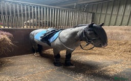 Welsh Section C horses for sale: Mr Frankby  - Image 10